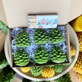Serenibee 100% Pure Beeswax Pinecone Gift Set - 6